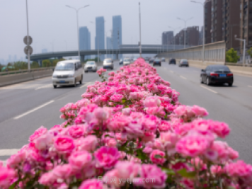 同賞一束花，共沐月季香，看南陽(yáng)月季如何變?yōu)槲錆h“街花”