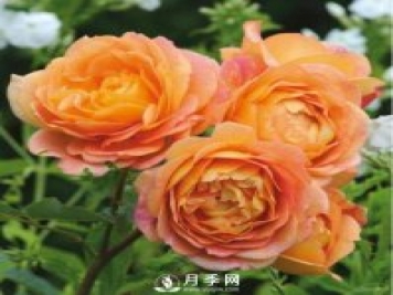 爬藤月季品種很多，每個(gè)人都有自己的喜好