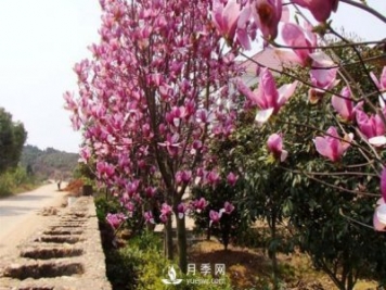 紅玉蘭繁殖栽培技術(shù)主要有哪幾方面？