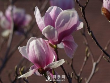 如何預(yù)防紅玉蘭大斑病的發(fā)生？