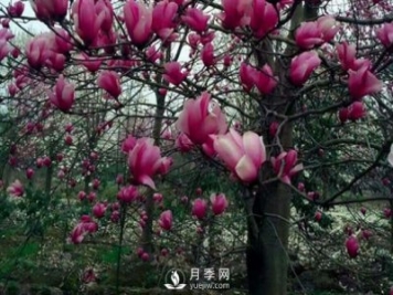河南紅玉蘭樹苗日常種植方法事項介紹