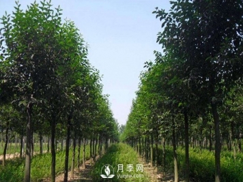 大葉女貞平時應(yīng)該怎么進行養(yǎng)護？