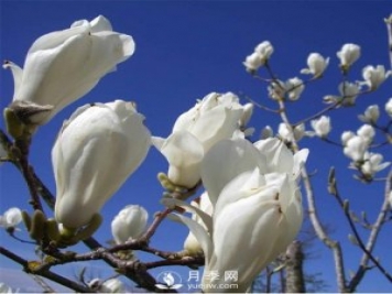 怎樣能讓河南白玉蘭提前開花？