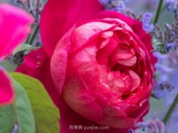 推薦3個月季品種優(yōu)缺點，不容錯過的珍品月季