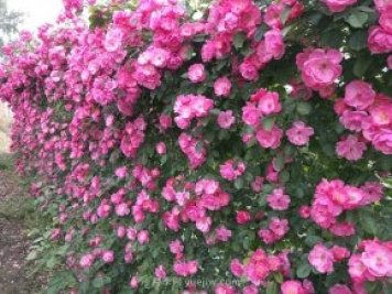 推薦3種爬藤月季，花園里輕松打造漂亮花墻