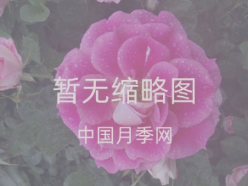 南陽市臥龍區(qū)蒲山鎮(zhèn) 打造月季長廊扮靚鄉(xiāng)村