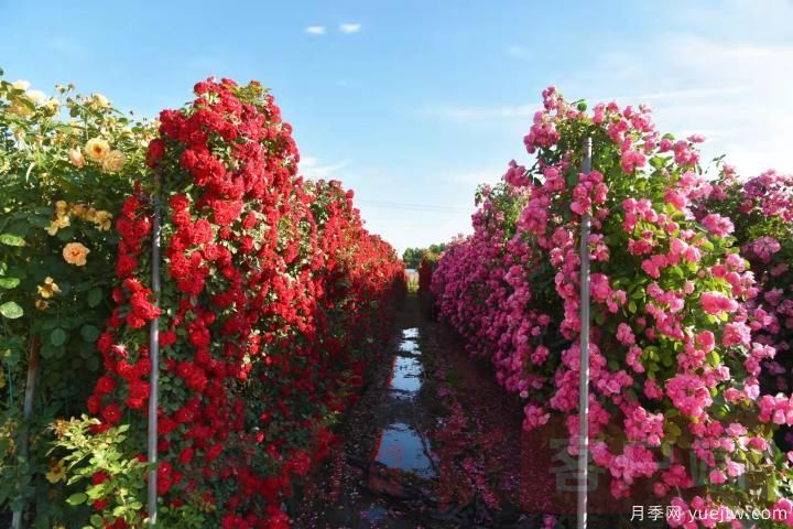 南陽(yáng)月季暢銷全國(guó)，美麗經(jīng)濟(jì)再綻芳華(圖3)