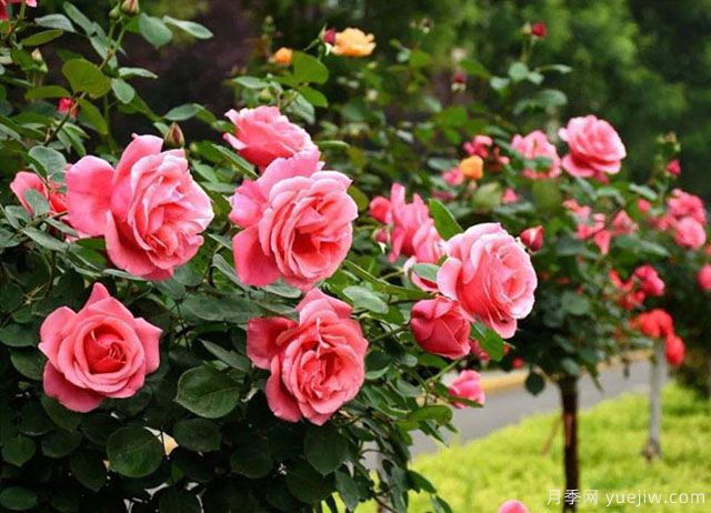 被譽為開花機器的3種花卉，月季花一年四季開花不斷(圖1)