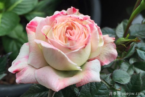 妖精系列月季，5個品種都優(yōu)秀(圖2)