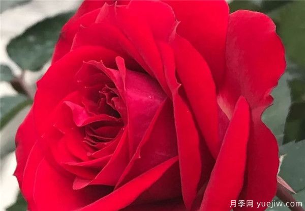 妖精系列月季，5個品種都優(yōu)秀(圖3)