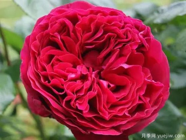 大紅色的月季***為漂亮，這5個(gè)你喜歡嗎(圖4)