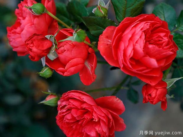 大紅色的月季***為漂亮，這5個(gè)你喜歡嗎(圖5)