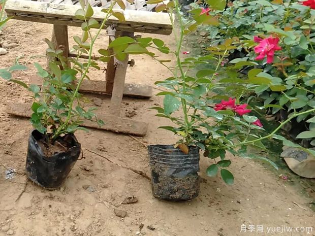 南陽供應(yīng)地被巴西諾月季(圖3)