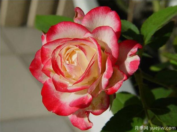 花大香濃艷麗，養(yǎng)月季就選紅雙喜(圖2)