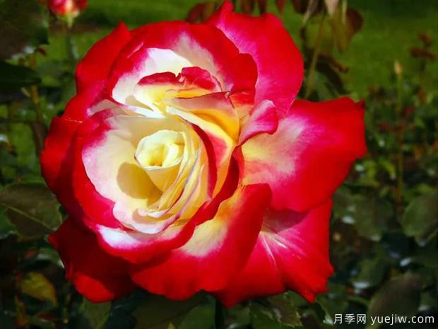 花大香濃艷麗，養(yǎng)月季就選紅雙喜(圖1)