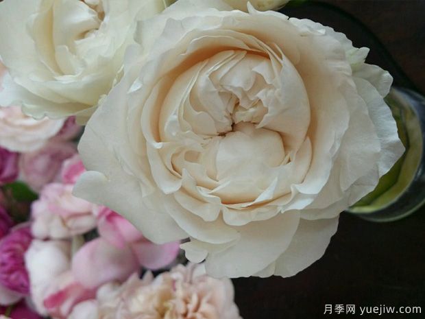 四純?cè)录?圖1) 四純?cè)录?圖1)