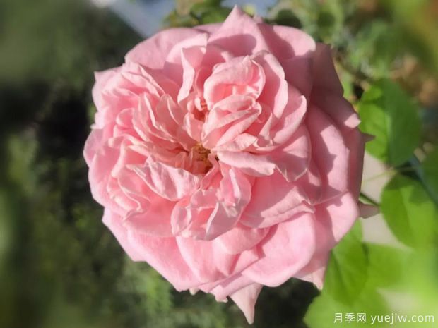 四花月季的優(yōu)缺點是什么？(圖1)