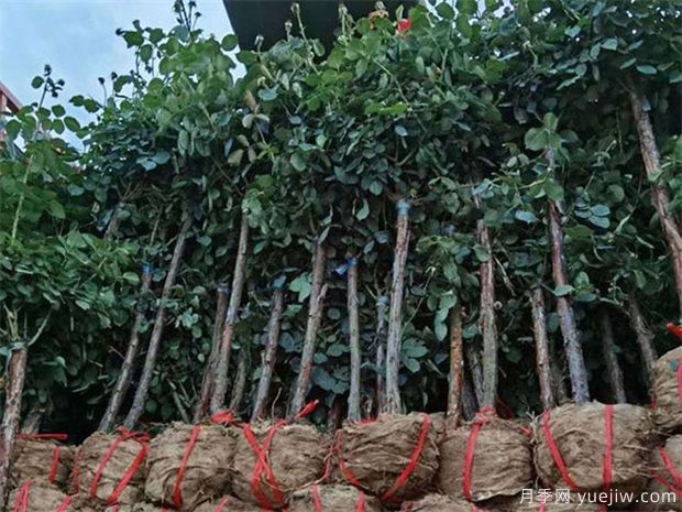 山東樹狀月季花開得不大，可以怎樣做呢？(圖1)