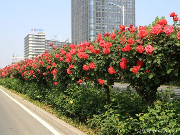 月季樹品種高貴典雅、花型花色多樣(圖1)