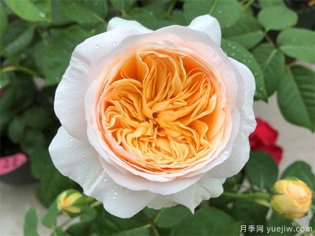 100種月季玫瑰品種圖鑒大全，你認(rèn)識有沒有超過10個？(圖2)