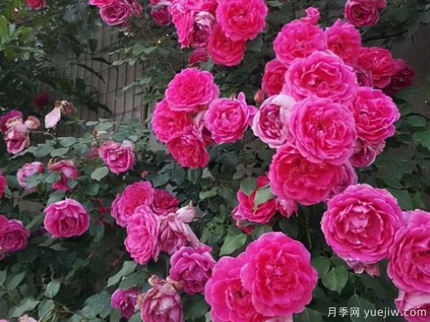 不容錯過的一款藤本月季，大游行輕松開出一片花墻(圖2)