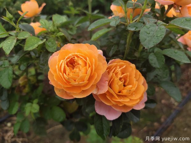 秋天必養(yǎng)的月季品種，漂亮的月季花品種太多了(圖2)