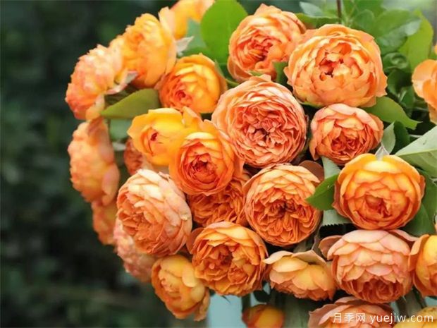 秋天必養(yǎng)的月季品種，漂亮的月季花品種太多了(圖5)