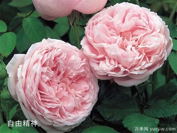 推薦給新手10大藤本月季品種，輕松選擇(圖7)