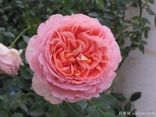 2024年熱門20個經(jīng)典藤本月季品種，做月季花墻你喜歡(圖15)