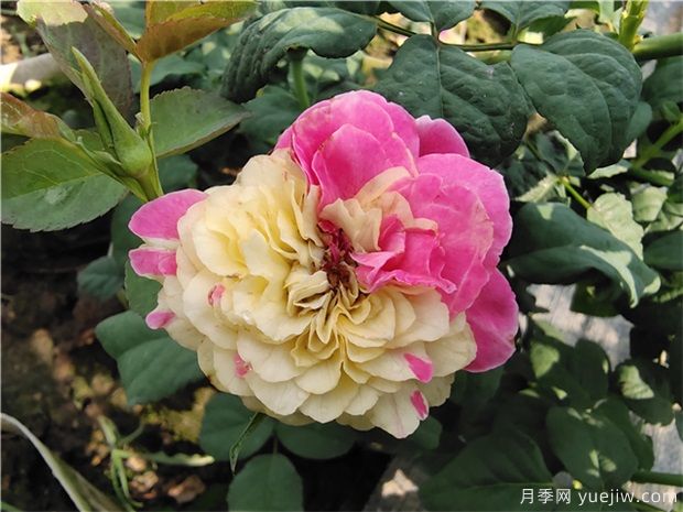 推薦88個(gè)最美月季品種，讓花友美到心醉，陶醉其中(圖1)