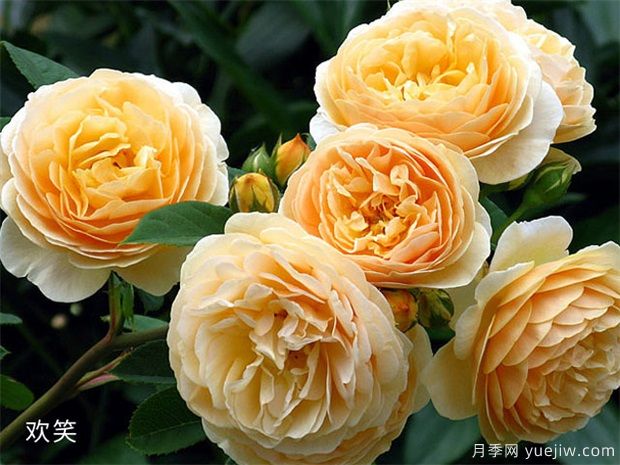 推薦88個(gè)最美月季品種，讓花友美到心醉，陶醉其中(圖19)