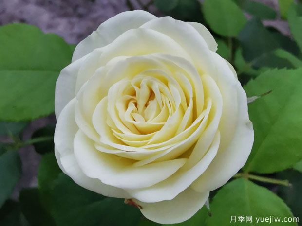 奶綠色的奶油龍沙，像一顆顆奶油蛋糕(圖1)