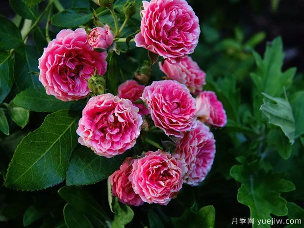 長勢很快的一個爬藤月季，種下一棵胭脂扣月季(圖2)