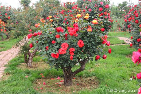超百年的古樁月季，一樹花開多色，世上罕見(圖1)