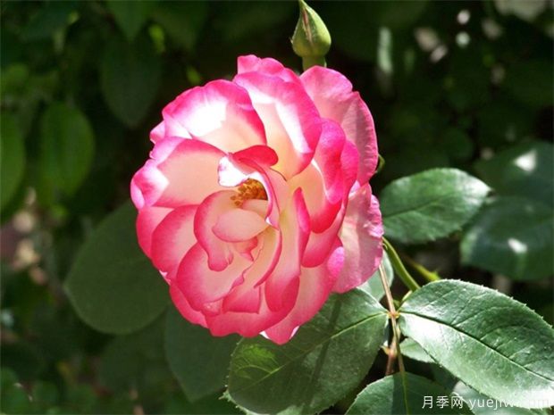 古詩(shī)詞物鑒分享：花卉篇(圖1)