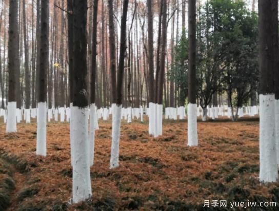 樹(shù)木涂白注意事項(xiàng)(圖1)