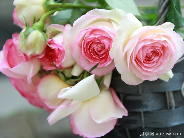 推薦5個(gè)深受歡迎的月季品種，人人喜歡(圖4)