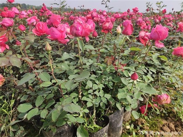 夏季月季如何養(yǎng)，分享幾個(gè)技巧(圖1)
