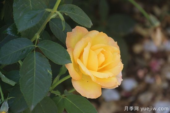 月季修剪有舍才有得，月季該如何修剪(圖1)