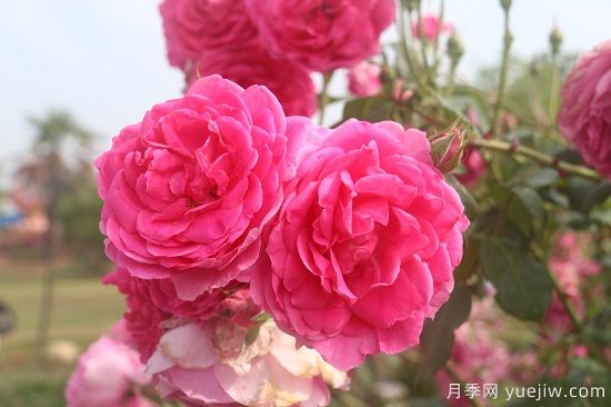 月季修剪有舍才有得，月季該如何修剪(圖2)