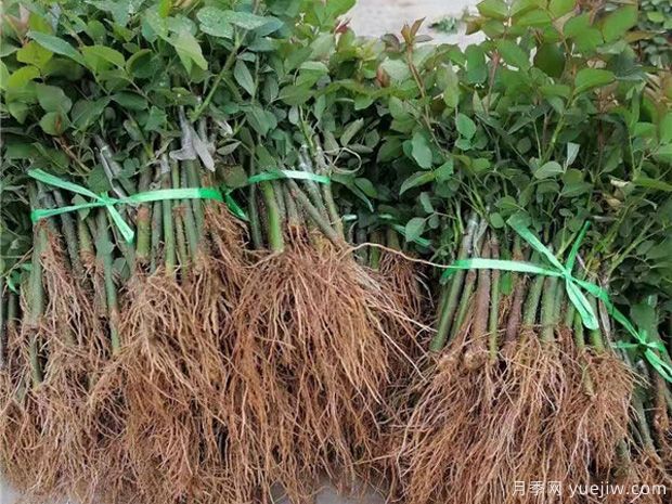 月季牙簽苗種植常見(jiàn)問(wèn)題解答(圖1)