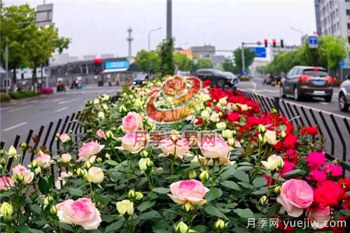 城市內(nèi)建設(shè)“月季大道”竟這么流行！(圖2)