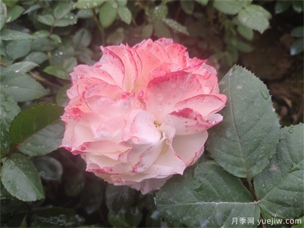 月季花田如何除草？(圖1)