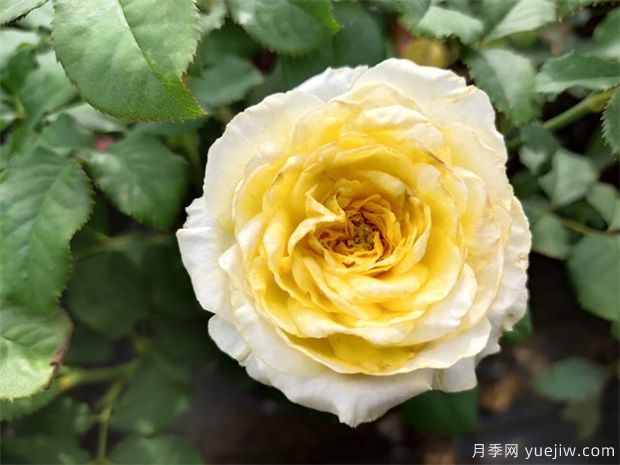 秋天到了，月季養(yǎng)護(hù)煥新需知道(圖1)
