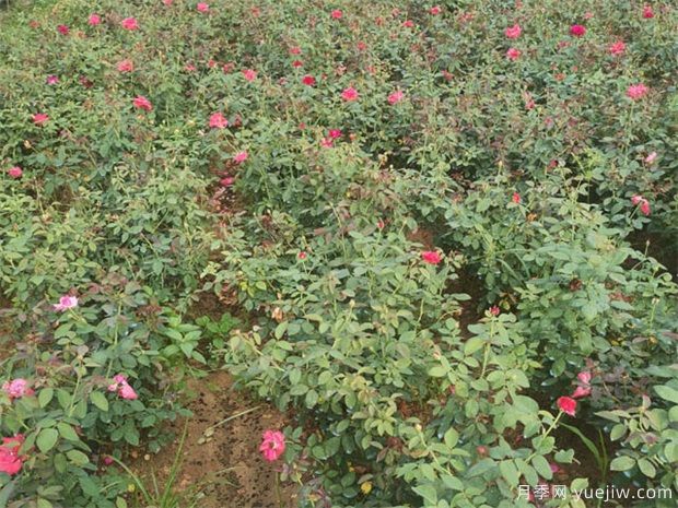 月季紅蜘蛛用什么藥？(圖1)