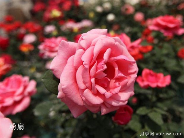 月季花品種分類（按植株形態(tài)分）(圖3)