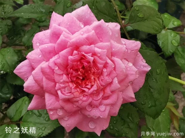月季花品種分類（按植株形態(tài)分）(圖4)