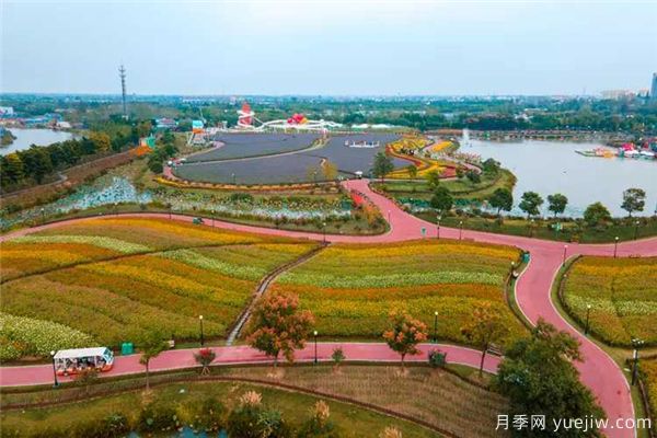 鹽城荷蘭花海，離荷蘭美麗的花卉很近(圖1)