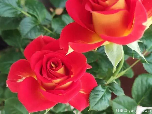 盆栽月季新寵-雙魚座陽臺，美若玫瑰四季都開花(圖1)