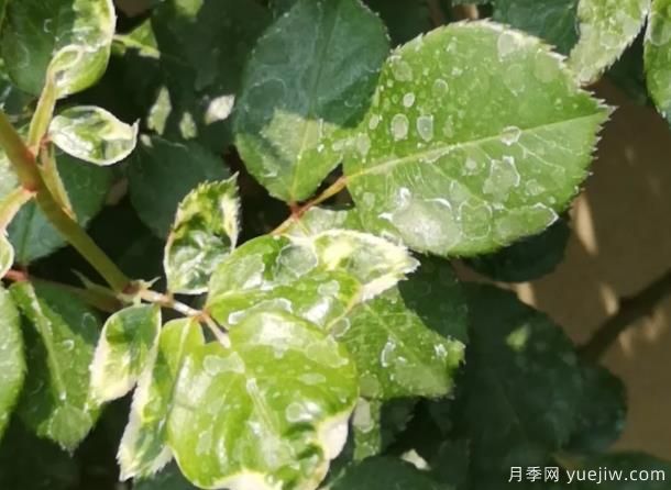 秋天做好4點防止月季藥害，藥害發(fā)生后如何緩解(圖1)